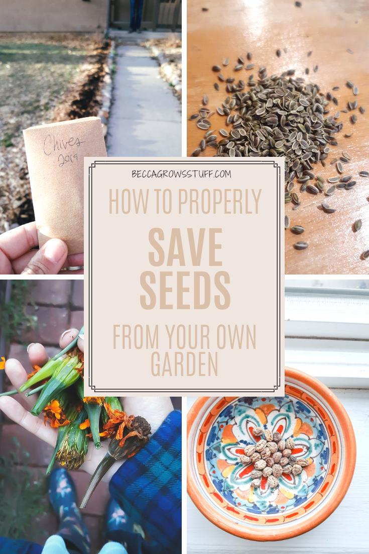 How To Properly Save Seeds From Your Garden