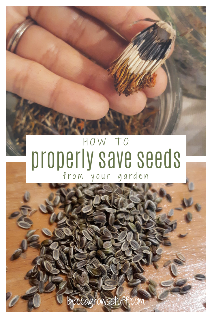 How To Properly Save Seeds From Your Garden